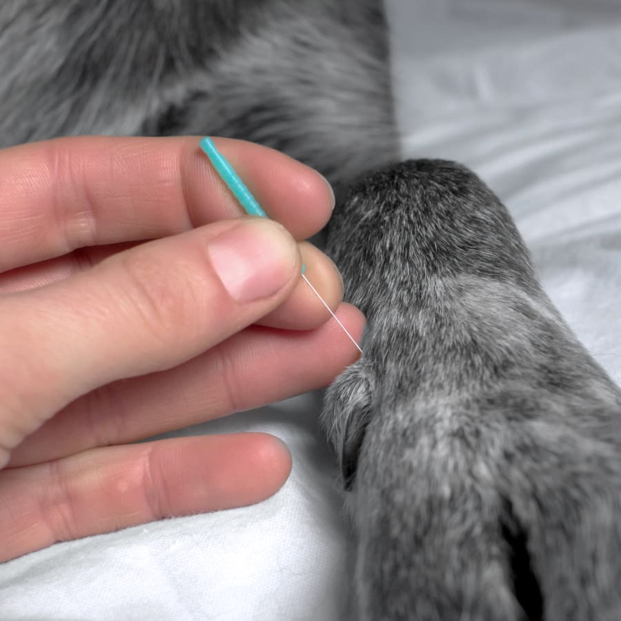 Veterinary acupuncture in Oceanside