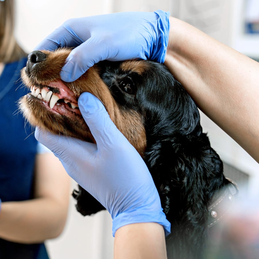 Pet dentistry near me 2025