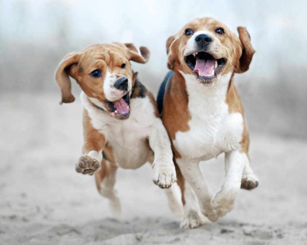 Oceanside Veterinary Hospital | Oceanside Vet