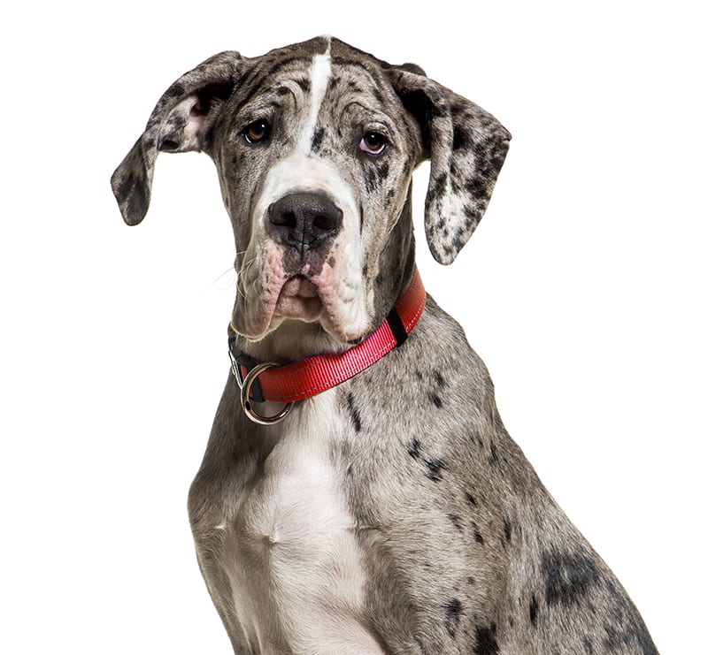 Giant Dogs, Oceanside Veterinary Hospital