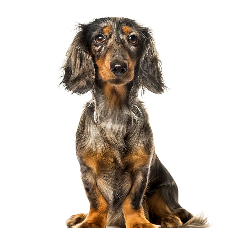 Small Dogs, Oceanside Veterinary Hospital